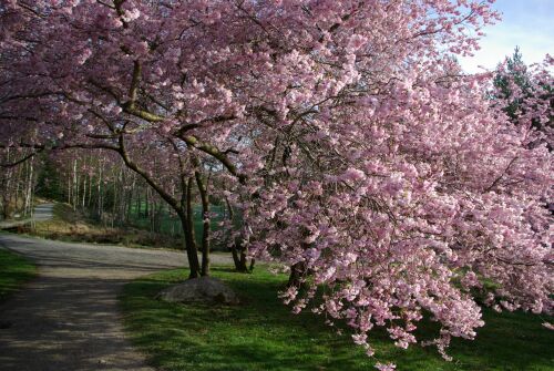 Prunus 'Accolade' ved Øvre dam, 17. april 2009. Foto: F. Ervik